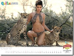 Kingfisher Calendar 2011_11