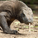 Komodo Dragon
