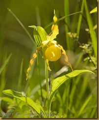 Yellow Lady Slipper