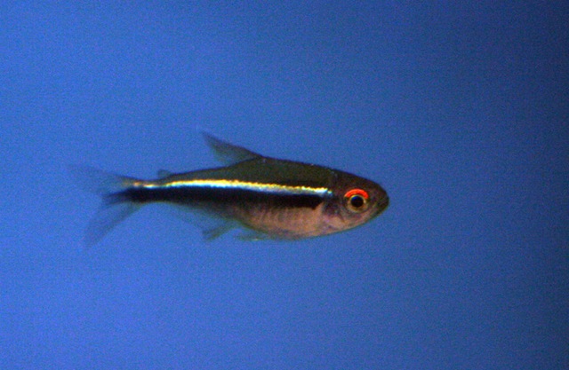 [SortNeonTetra01[4].jpg]