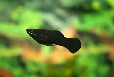 BlackMolly01