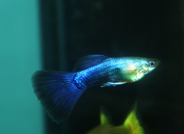 071109Avallach