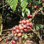 Meet with Coffee Farmer Dec-2009