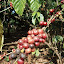 Meet with Coffee Farmer Dec-2009 Meet with Coffee Farmer Dec-2009