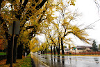 Hwy 29 in St. Helena. Hwy 29 in St. Helena.