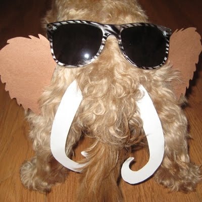 [sunglasses_dog_butt_01_0014_Layer_24_full[2].jpg]