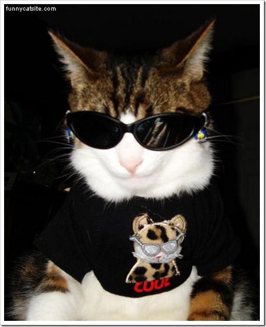 Cat_In_Sunglasses Cat_In_Sunglasses