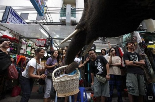 1264393823_elephants_help_05