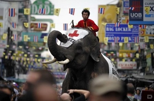 1264393828_elephants_help_02