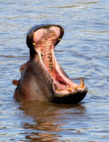 Hippo-Yawn