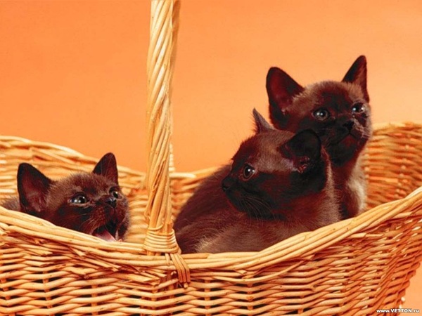 [1z - gatos divertidos (16)[2].jpg]