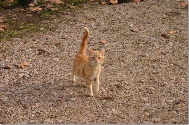 0 - gatitos elgallinero.blogspot.com (53)