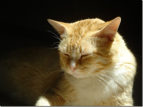 1z - gatos divertidos (3)