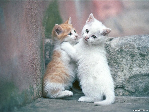 [1z - gatos divertidos (13)[2].jpg]