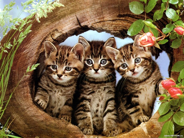 [1z - gatos divertidos (19)[2].jpg]