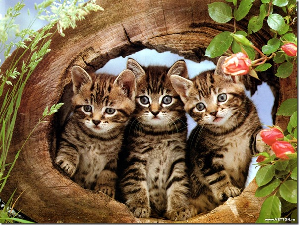 1z - gatos divertidos (19)