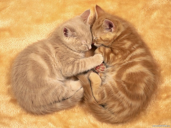[1z - gatos divertidos (20)[2].jpg]