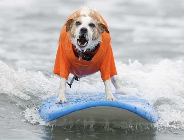 [perros surf migallinero (1)[2].jpg]
