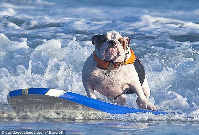 [perros surf (2)[2].jpg]