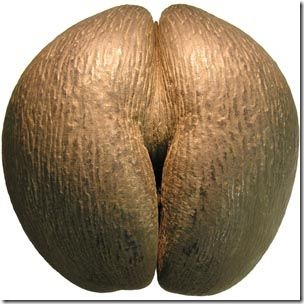 coco-de-mer