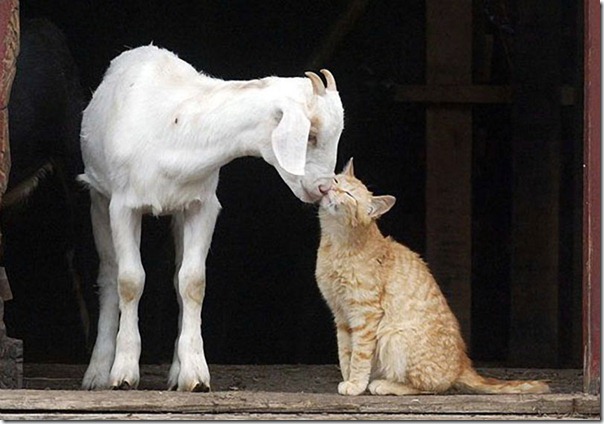 animales divertidos migallinero (4)