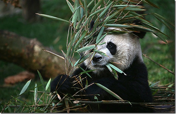 animales divertidos migallinero (8)