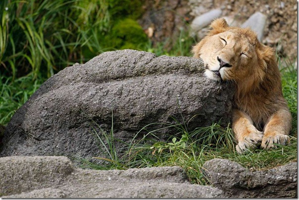 animales divertidos migallinero (12)