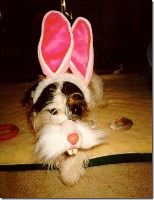 perros pascua (11)