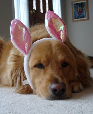 [perros+pascua+(8)[3].jpg]