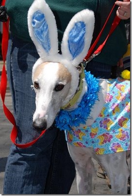 perros pascua (18)