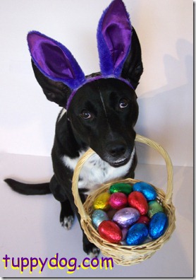 perros pascua (22)