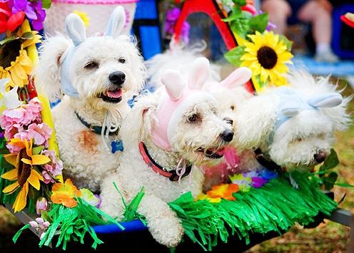 [perros pascua (24)[3].jpg]