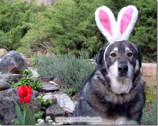 perros pascua