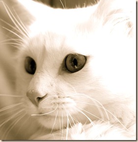gato%20hipoalerg%E9nico