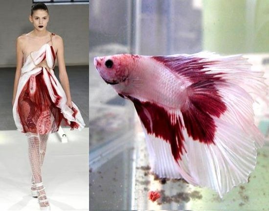 [fishinspiredfashiion_59653.jpg]