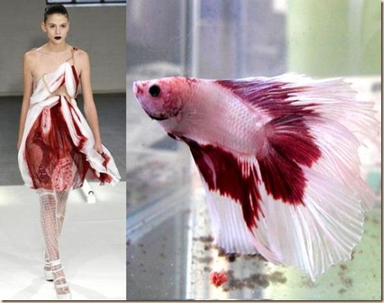 fish-inspired-fashiion_5965