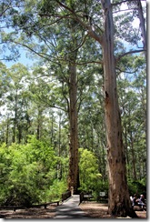 Gloucester Tree