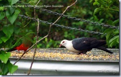 White headed pigeon IMGP2577