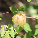 Balloon Vine
