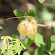 Balloon Vine