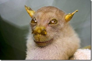 Picture-of-a-tube-nosed-fruit-bat-found-in-Papua-New-Guinea-550x366