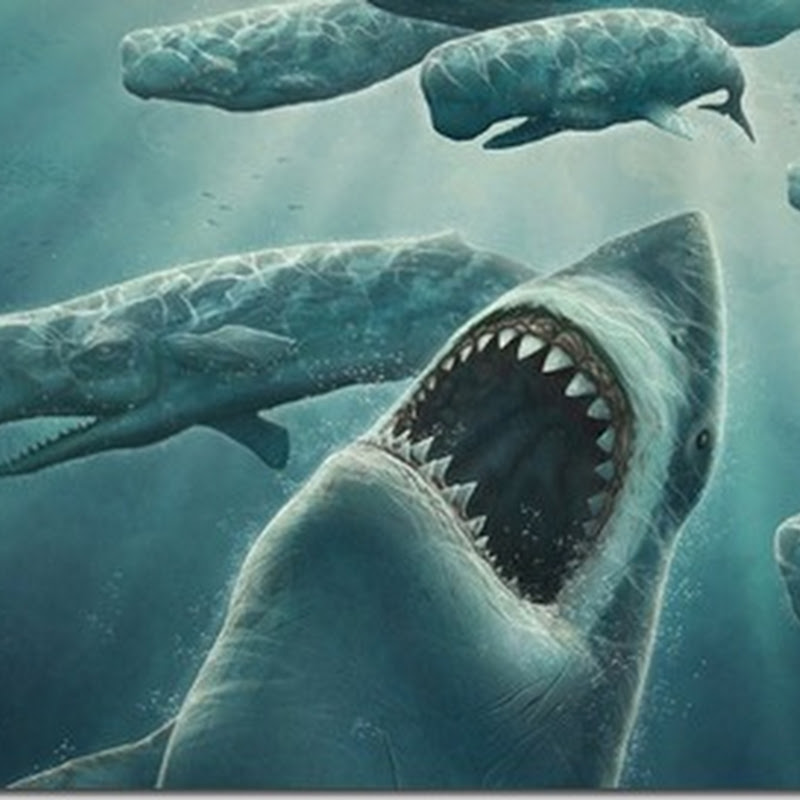 Опасные хищники: акулы