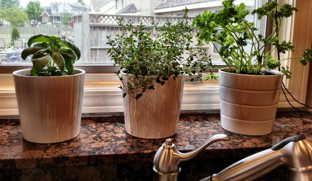 [herbs 1[5].jpg]