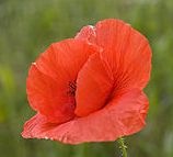 [Poppy-in-meadow[2].jpg]