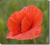 Poppy-in-meadow