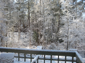 Our Backyard