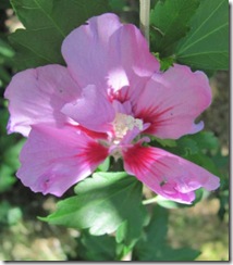 rose of sharon 1