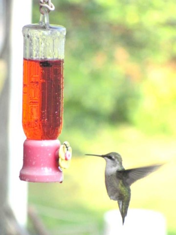 [hummingbird 1[3].jpg]