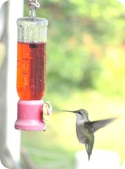 hummingbird 3