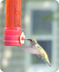 hummingbird 4